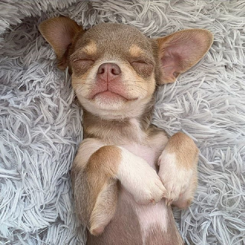 Super Soft Pet Bed
