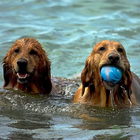 Cheerble Dog Ball Toy, Interactive Self-Propelling Ball