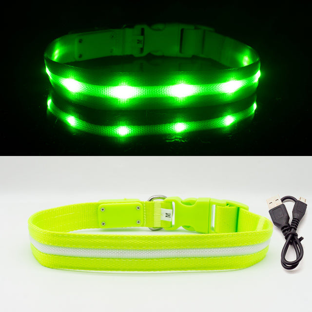 Fashion LED Dog Collar